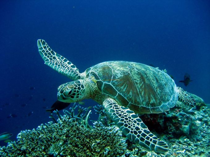 Fethiye Tup Dalis (Scuba Deneme)